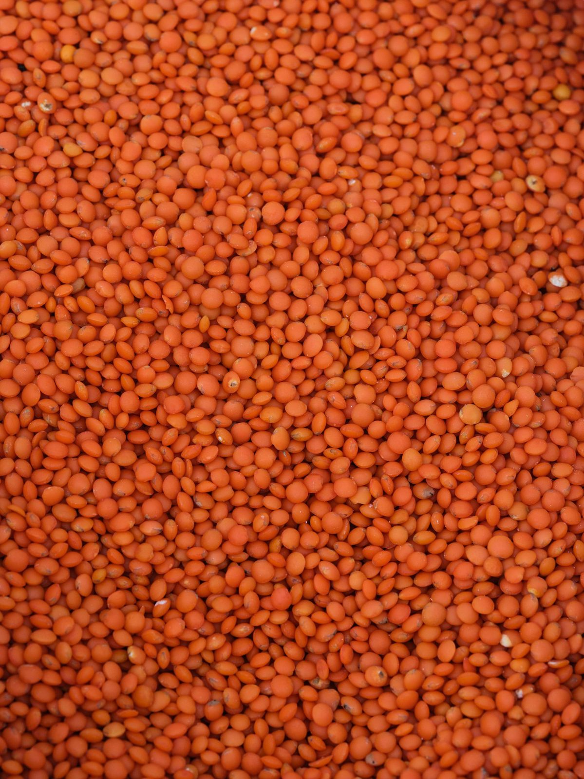 Red & Green Lentils
